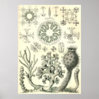 Ernst Haeckel - Hexactinellae Poster