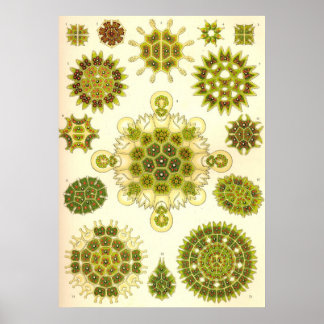Ernst Haeckel - Melethallia Poster