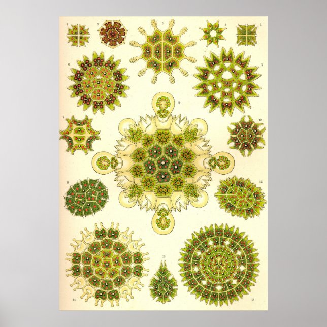 Ernst Haeckel - Melethallia Poster (Frente)