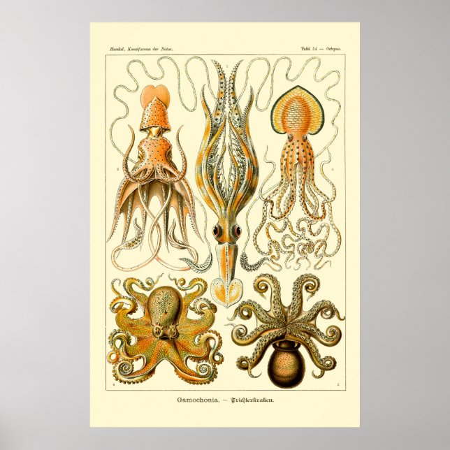 Ernst Haeckel Octopus Poster (Frente)