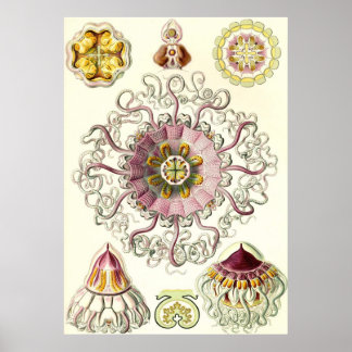 Ernst Haeckel - Peromedusa Poster