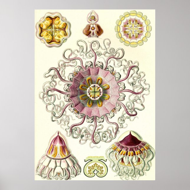 Ernst Haeckel - Peromedusa Poster (Frente)
