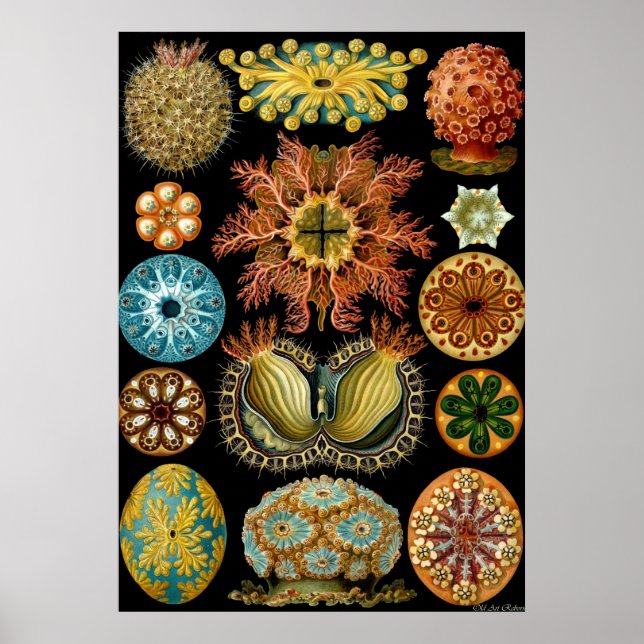 Ernst Haeckel Poster ~ Actiniae (Frente)