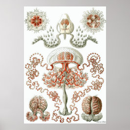 Ernst Haeckel Poster ~ Anthomedusae