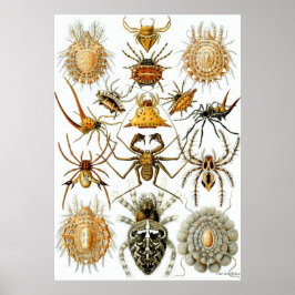 Ernst Haeckel Poster ~ Arachnida