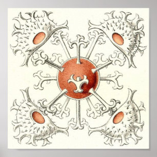Ernst Haeckel - poster da carteira do detalhe de