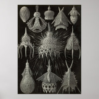 Ernst Haeckel - Poster de Cyrtoidea