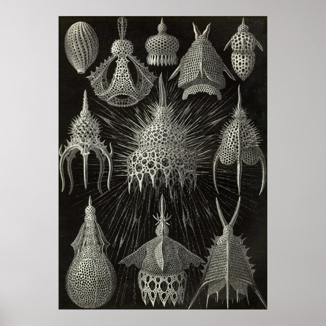 Ernst Haeckel - Poster de Cyrtoidea (Frente)