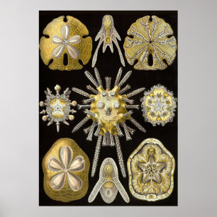 Ernst Haeckel - poster de Echinidea