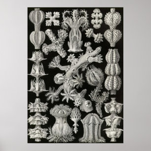 Ernst Haeckel - poster de Gorgonida