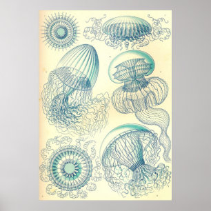 Ernst Haeckel - poster de Leptomedusae