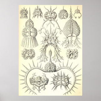 Ernst Haeckel - Poster de piroideia