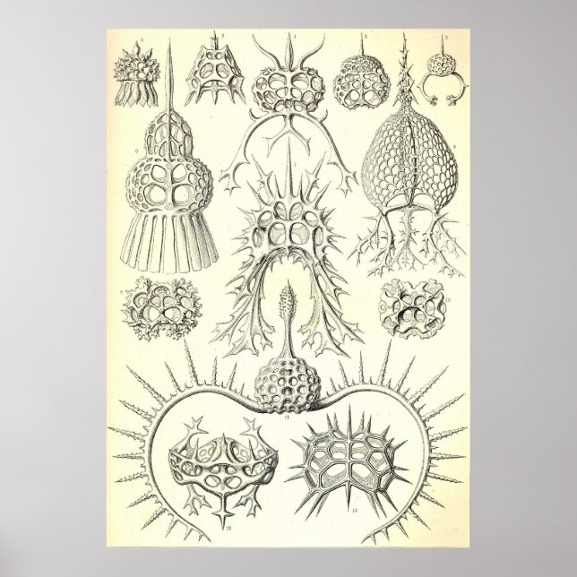 Ernst Haeckel - Poster de piroideia (Frente)