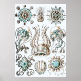 Ernst Haeckel Poster ~ Narcomdusae