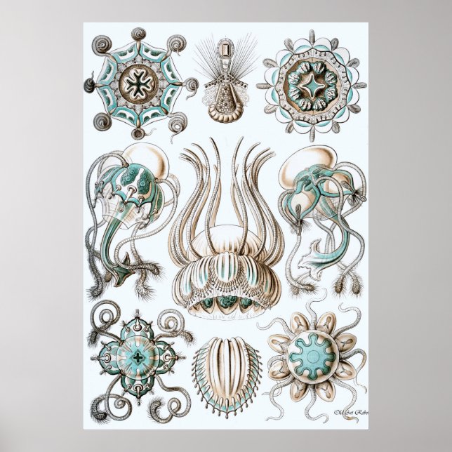 Ernst Haeckel Poster ~ Narcomdusae (Frente)