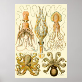 Ernst Haeckel Poster ~ Tafel