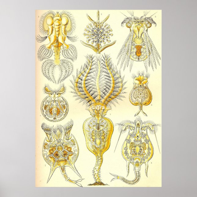 Ernst Haeckel - Rotatoria Poster (Frente)