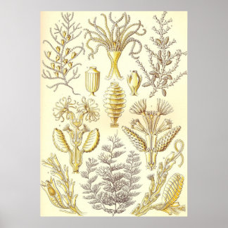 Ernst Haeckel - Sertulariae Poster