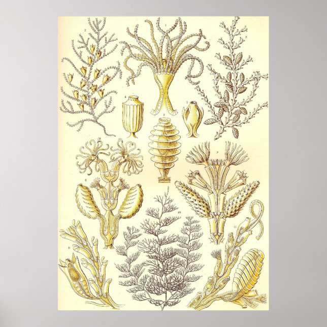 Ernst Haeckel - Sertulariae Poster (Frente)
