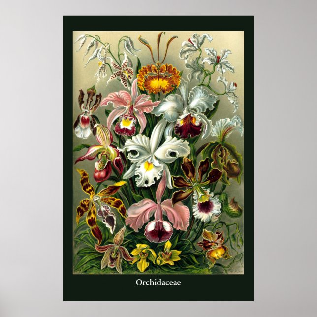 Ernst Haeckel's Orchidaceae Poster (Frente)