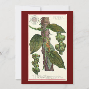 Ervas e especiarias alimentares vintage, planta de