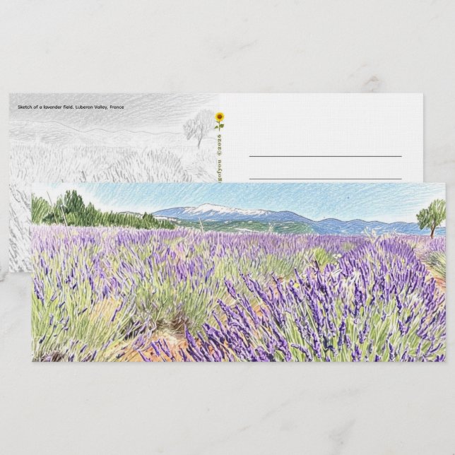 Esboço do Campo de Lavanda - Cartão Postal (Frente/Verso)