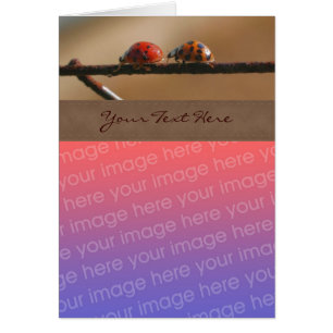 Escada de Ladybug elege seu Cartão com fotos