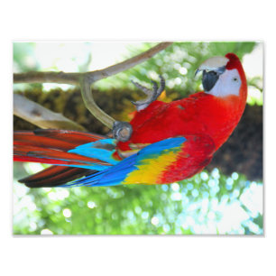 Escarlate alto do Macaw da fotografia da definiç