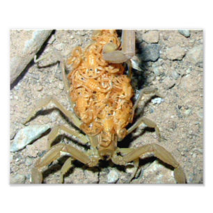 Escorpião do latido da arizona da foto do