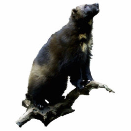 Escultura de Foto Wolverine Starging
