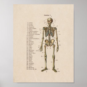 Espanhol Impressão da Anatomia Vintage