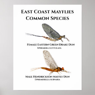 Espécies de Mayfly - Poster de Arte da Costa Lest