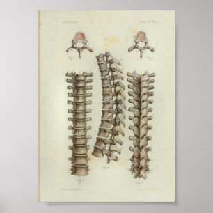 Espinha 1844 torácica do impressão da anatomia d