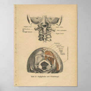 Espinha cervical do impressão da anatomia do