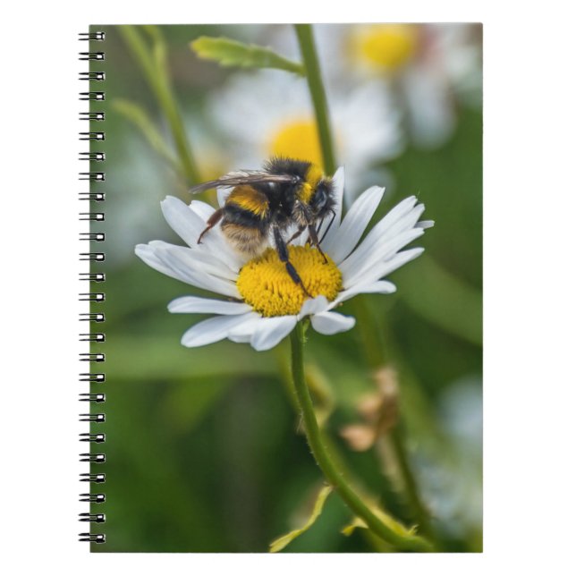 Espiral Abelha em um caderno da margarida branca (Frente)