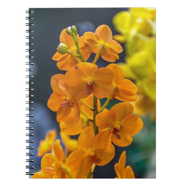 Espiral Caderno alaranjado das orquídeas (Frente)