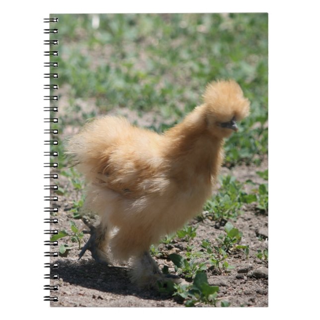 Espiral Caderno amarelo da galinha de Silkie (Frente)