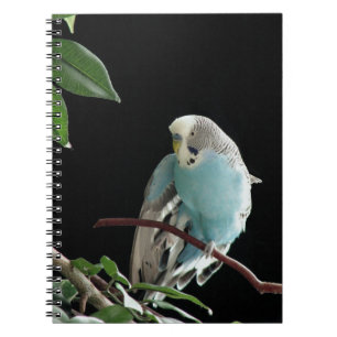 Espiral Caderno azul de Budgie, artigos de papelaria do
