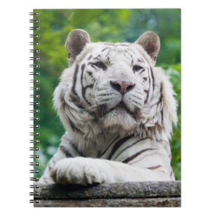 Espiral Caderno branco do tigre