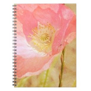 Espiral Caderno cor-de-rosa da papoila de Islândia