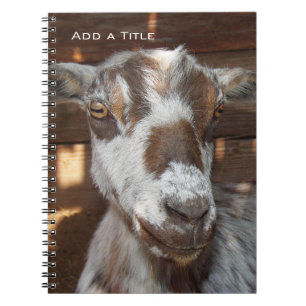 Espiral Caderno da cabra do pigmeu