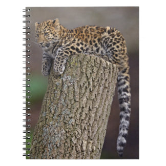Espiral Caderno da Cauda de Leopardo