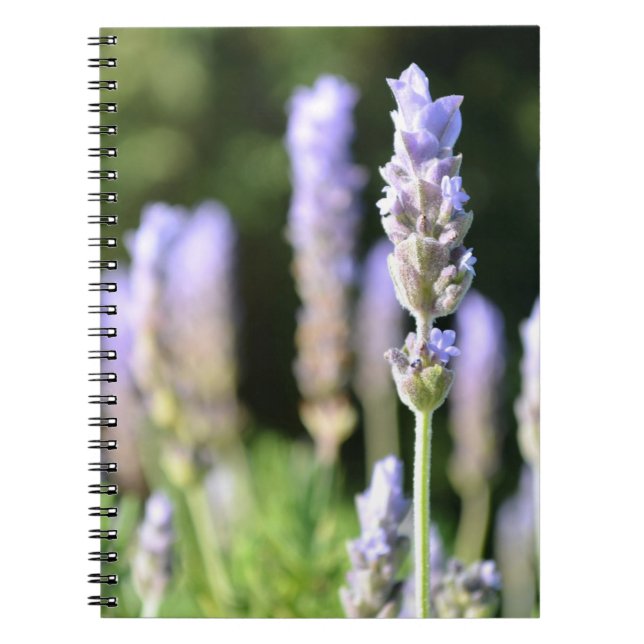 Espiral Caderno da lavanda (Frente)