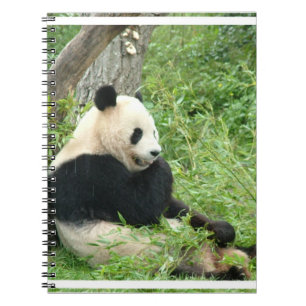 Espiral Caderno da panda