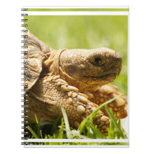 Espiral Caderno da tartaruga