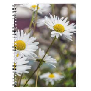 Espiral Caderno das margaridas brancas