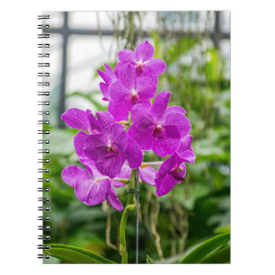 Espiral Caderno das orquídeas