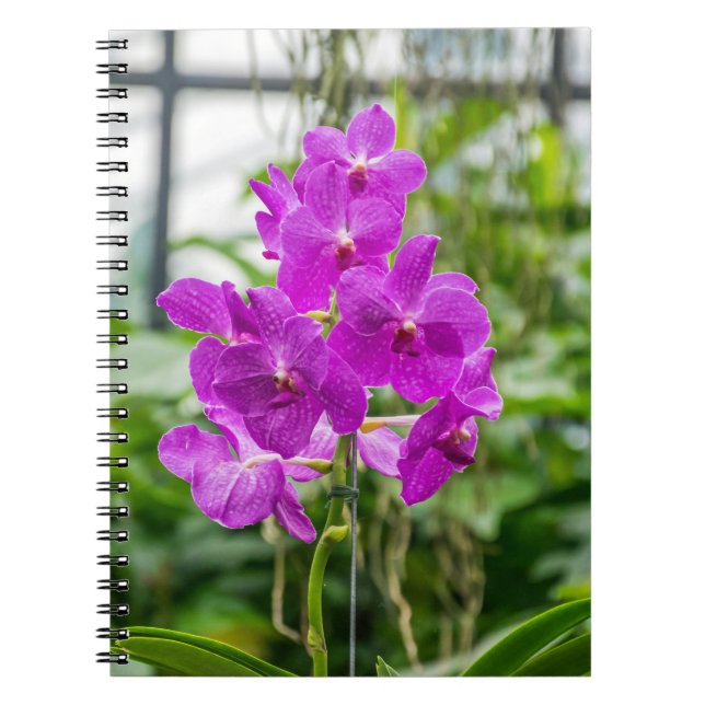 Espiral Caderno das orquídeas (Frente)