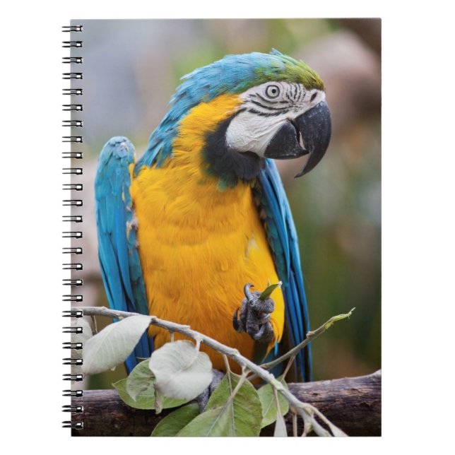 Espiral Caderno de Arara Azul e Amarela (Frente)