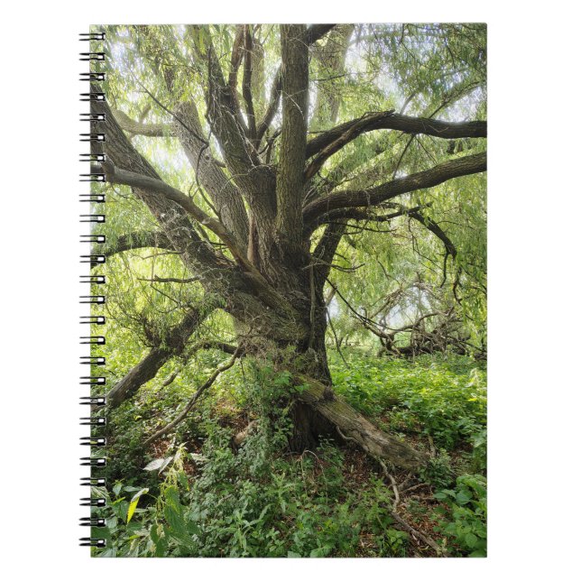 Espiral Caderno de Árvore (Frente)